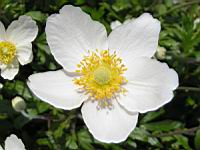 Anemone sylvestris (fam Renonculacees) (Europe, Asie occidentale) (4) (Photo F. Mrugala)